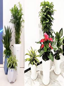 深度剖析宁波杭州湾绿化修剪价格，不容错过